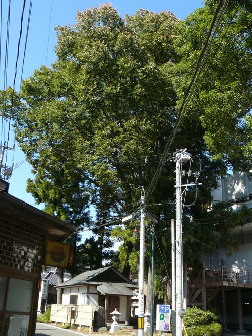 �z�e�������̂��₫