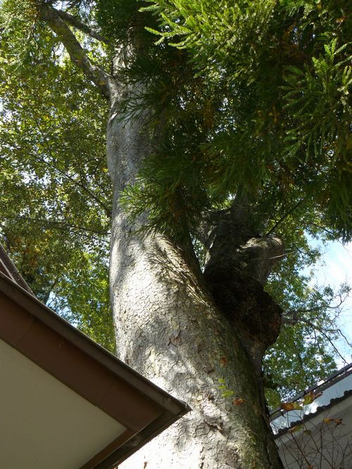 �z�e�������̂��₫