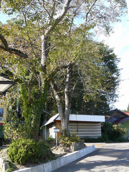 �`���̂�܂�����