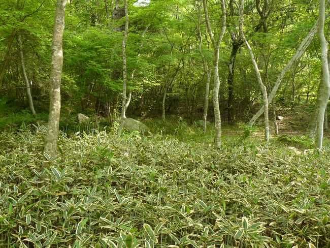 ���󎛌���