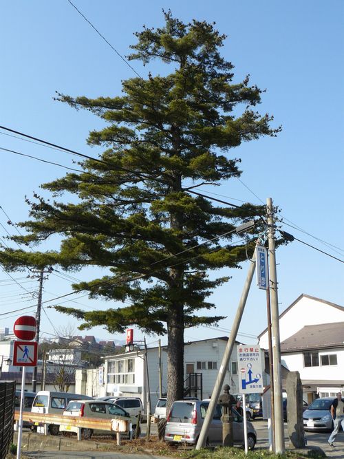 ���É���F�P����