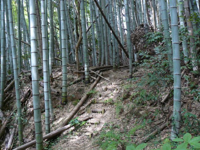 �ʑ��v�Q�R��