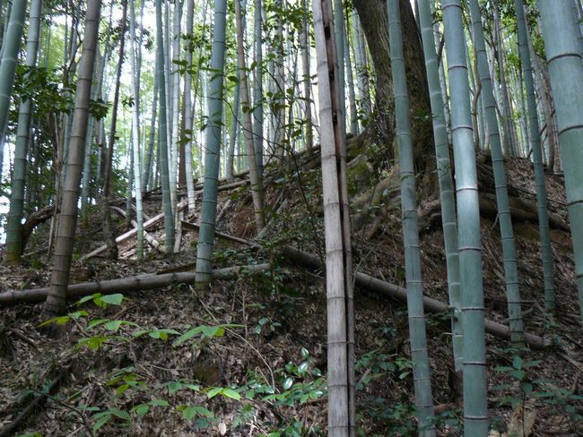 �ʑ��v�Q�R��